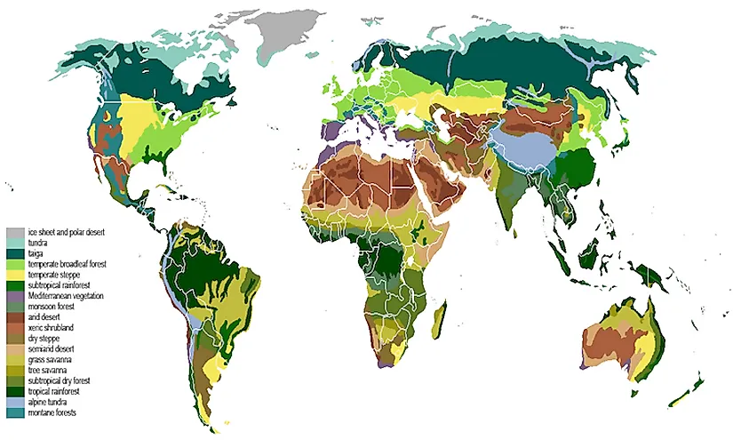 vegetation