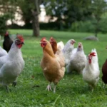 Benefits of Owning Chickens
