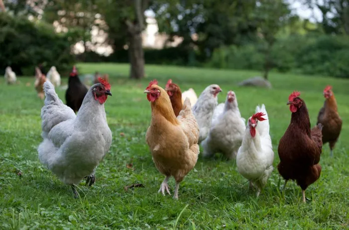 Benefits of Owning Chickens