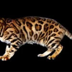 Bengal most aggressive cat breeds