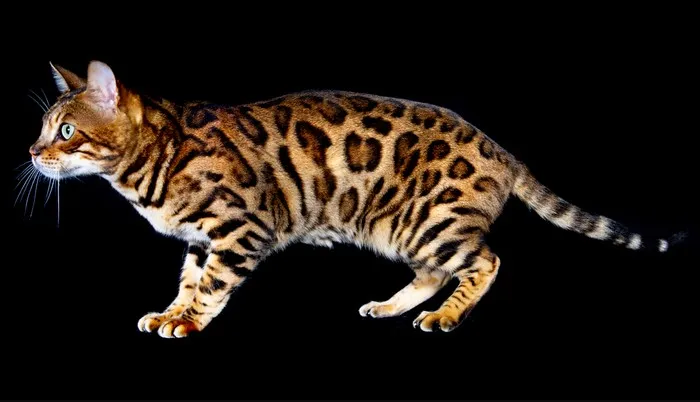 Bengal most aggressive cat breeds