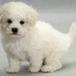 Bichon Frise Dog Breeds for Kids and Families