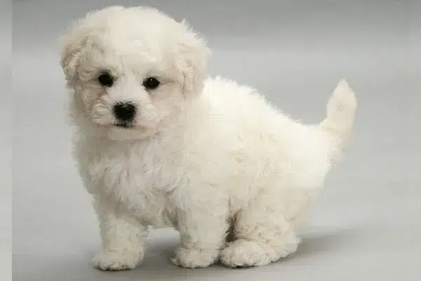 Bichon Frise Dog Breeds for Kids and Families