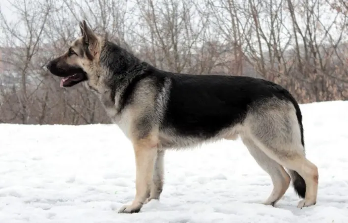 Byelorussian or East European Shepherd