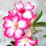 Desert Rose