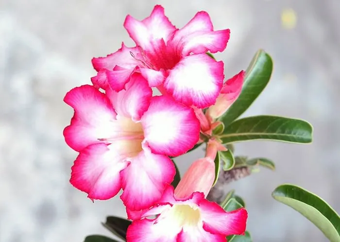 Desert Rose