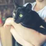 Facts about Black Cats