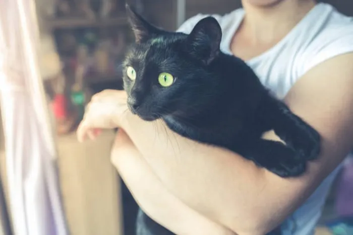 Facts about Black Cats
