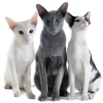 Oriental Shorthair Cat Breeds