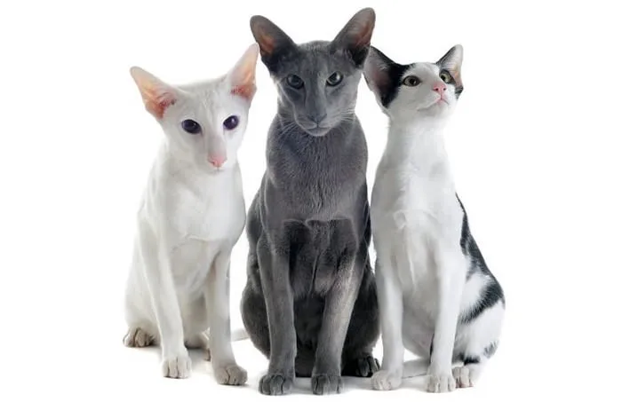 Oriental Shorthair Cat Breeds