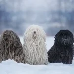 Puli dog breed