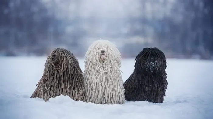 Puli dog breed