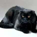 Scottish Fold Black Cat