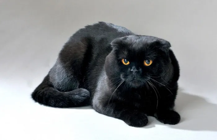 Scottish Fold Black Cat
