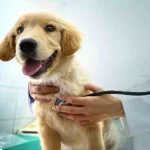 TOP 10 Ways to Increase Your Dogs Life