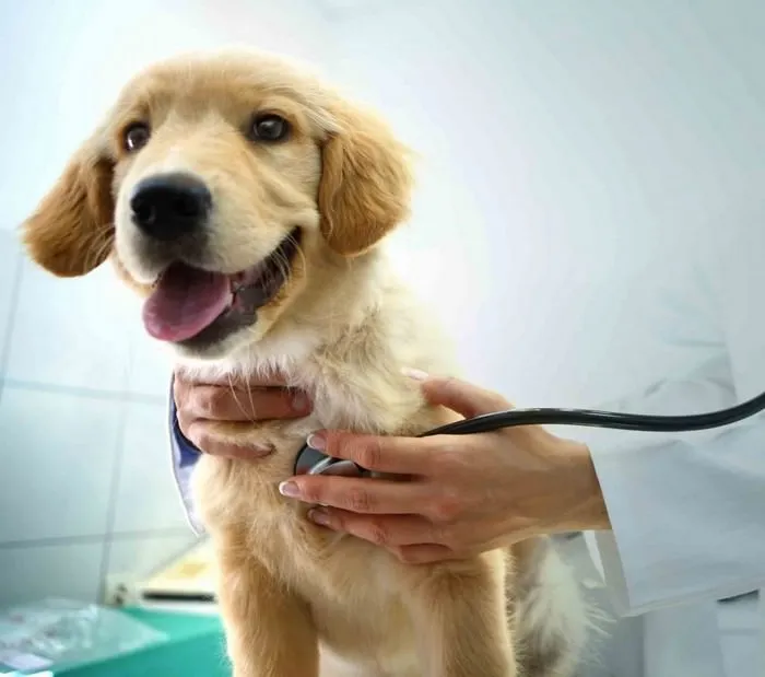 TOP 10 Ways to Increase Your Dogs Life