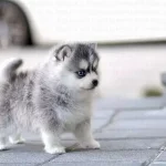 Teacup Pomsky Miniature Dogs