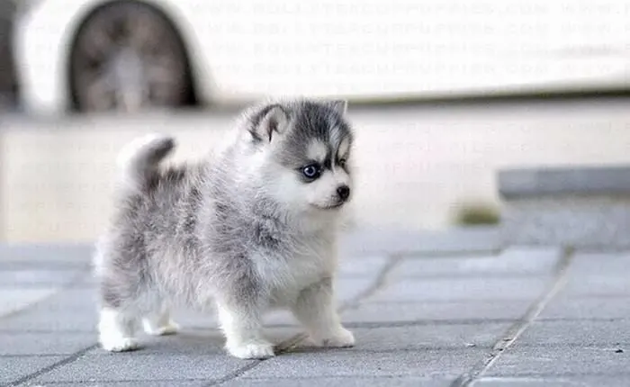 Teacup Pomsky Miniature Dogs