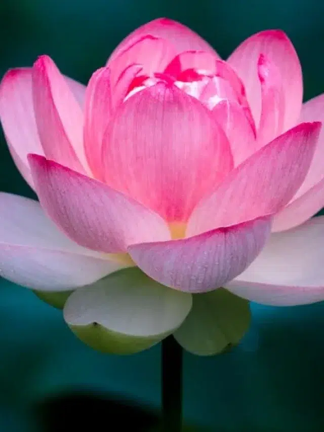 Lotus-most-beautiful-flower