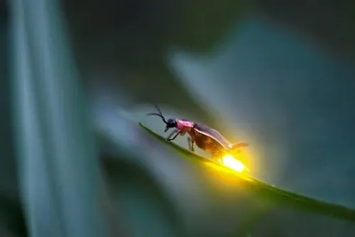 firefly glowing