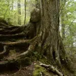 forestroottrunk 93aa8da5d5184c5a84aebda7238f48c3