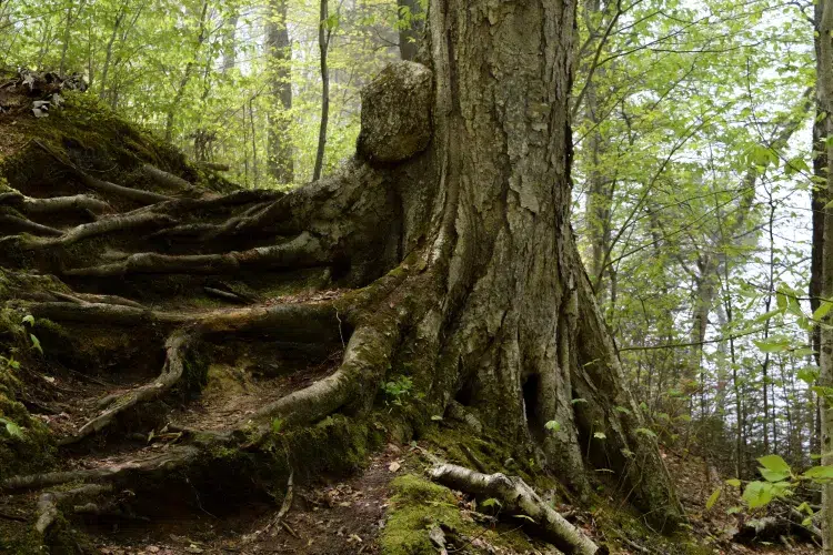 forestroottrunk 93aa8da5d5184c5a84aebda7238f48c3