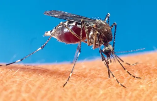 mosquito