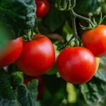 tomatoes 5566741 640