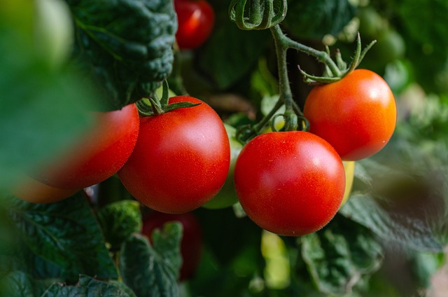 tomatoes 5566741 640
