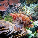 Red lionfish