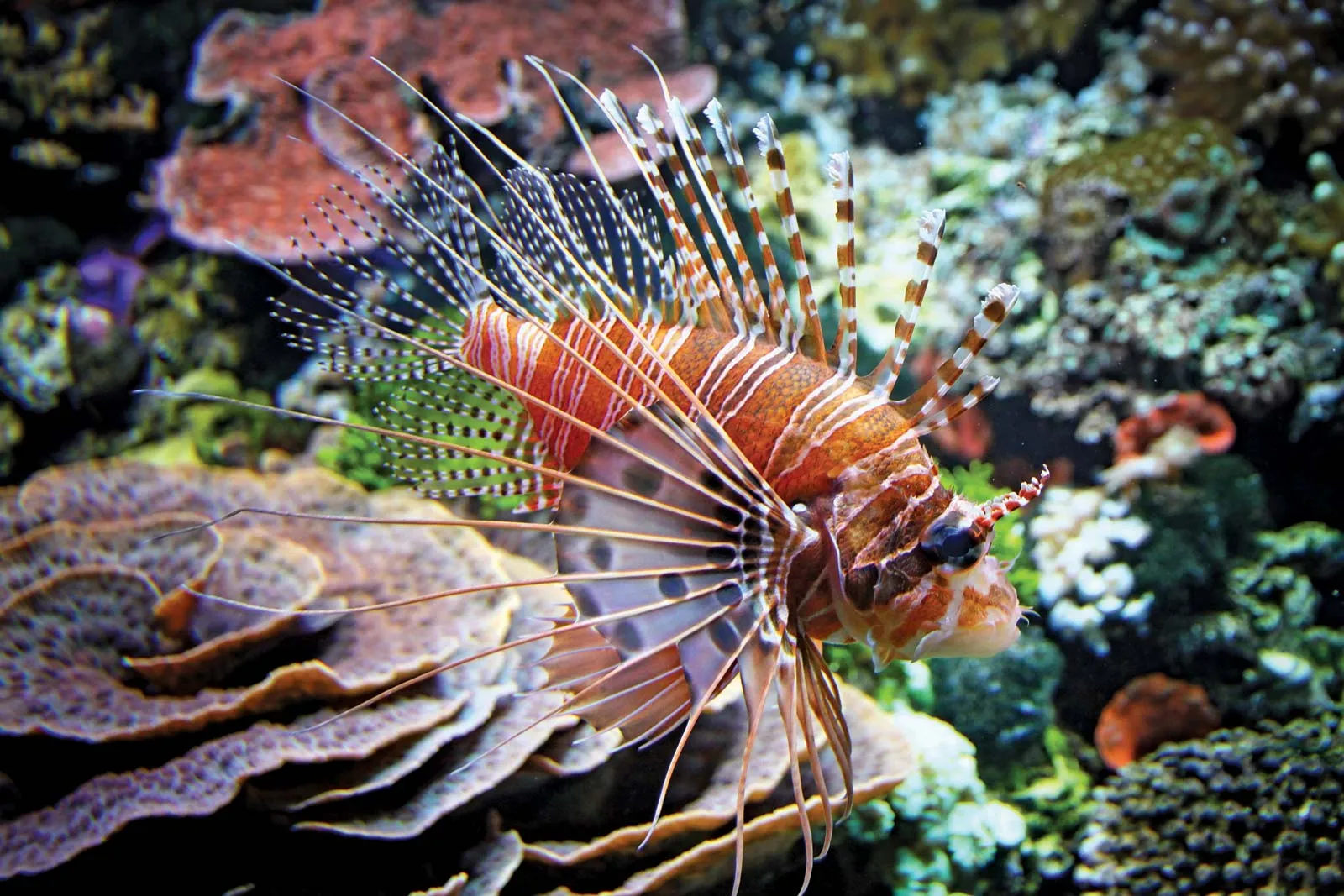 Red lionfish