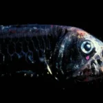 Star Nosed Viperfish