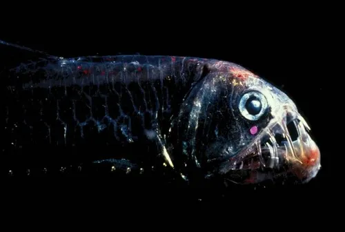 Star Nosed Viperfish