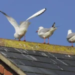 black headed gulls roof droppings