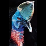 cassowary