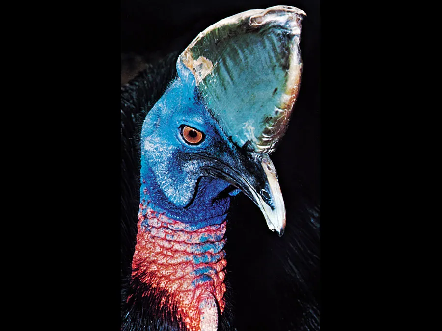 cassowary