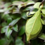 leaf insect Malaysia