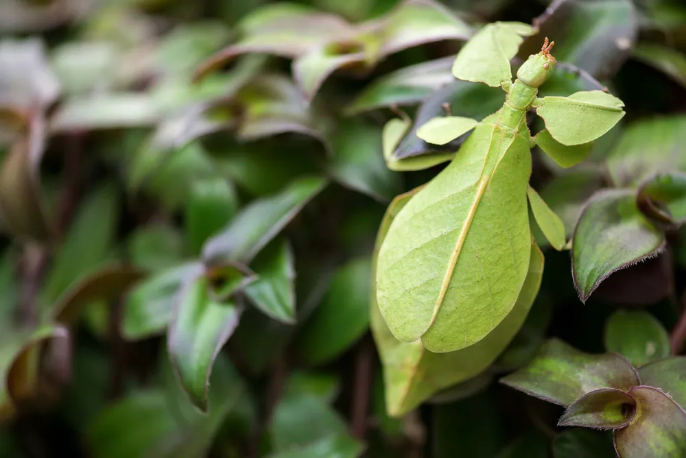 leaf insect Malaysia