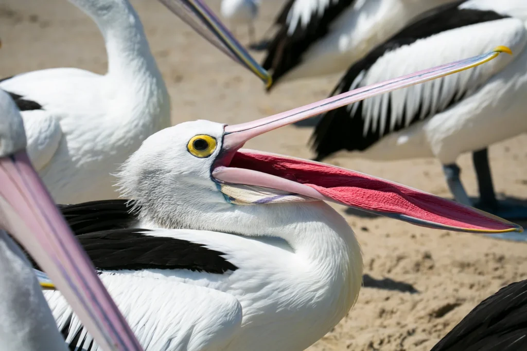 pelican beak open Australia