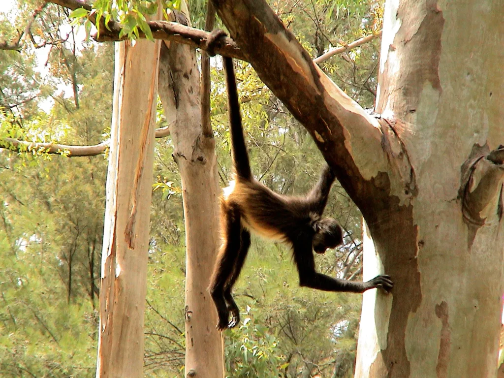 spider monkey swinging in a tree