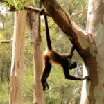 spider monkey swinging in a tree