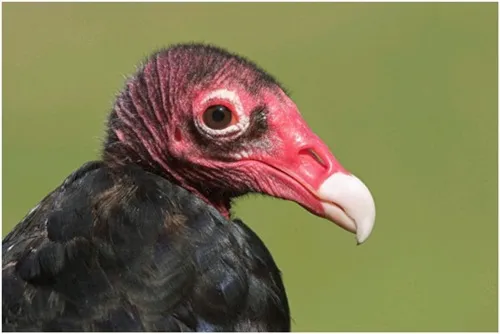 turkey vulture