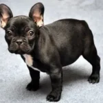 French Bulldog Puppy