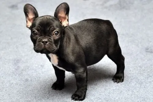 French Bulldog Puppy