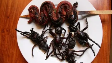 Fried Spider and Snak