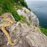 Ilha da Queimada Grande