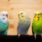 Pet Birds for kids