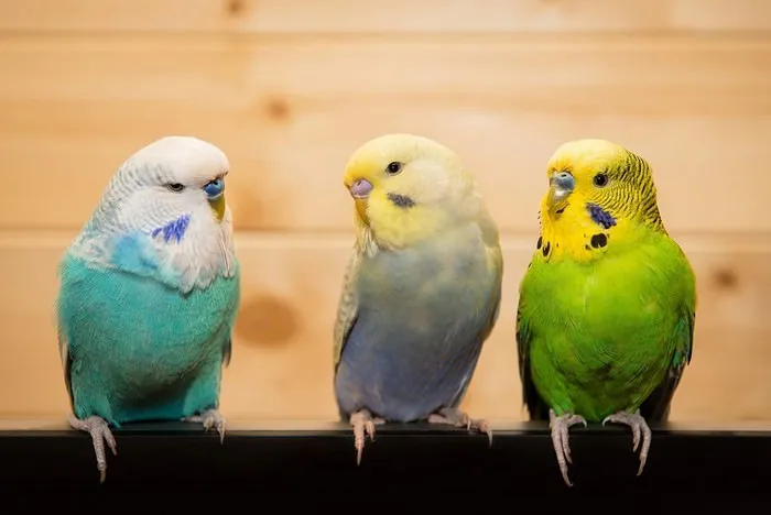 Pet Birds for kids