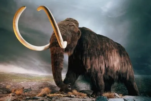 Woolly mammoth found frozen