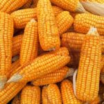 corn 1726017 640